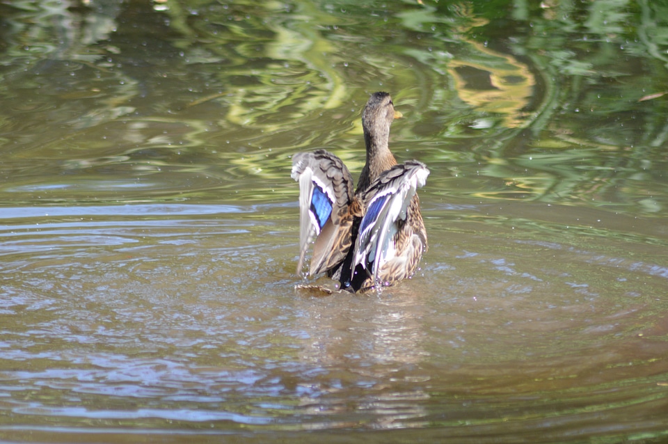 Wild ducks lake animal