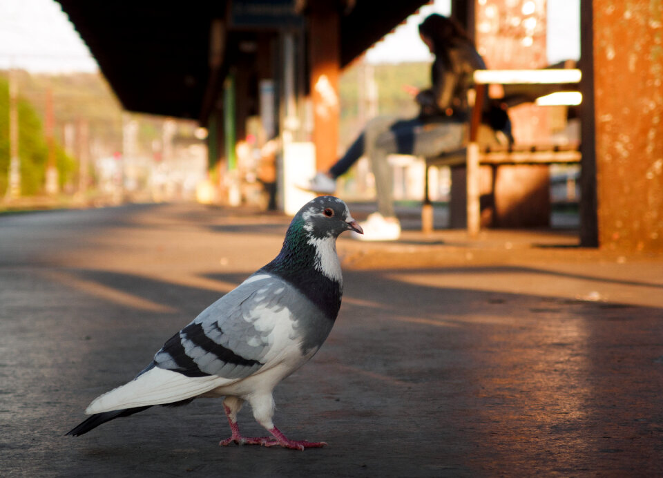 Pigeon on the train station