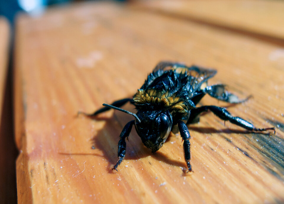 Bumblebee rescued from water