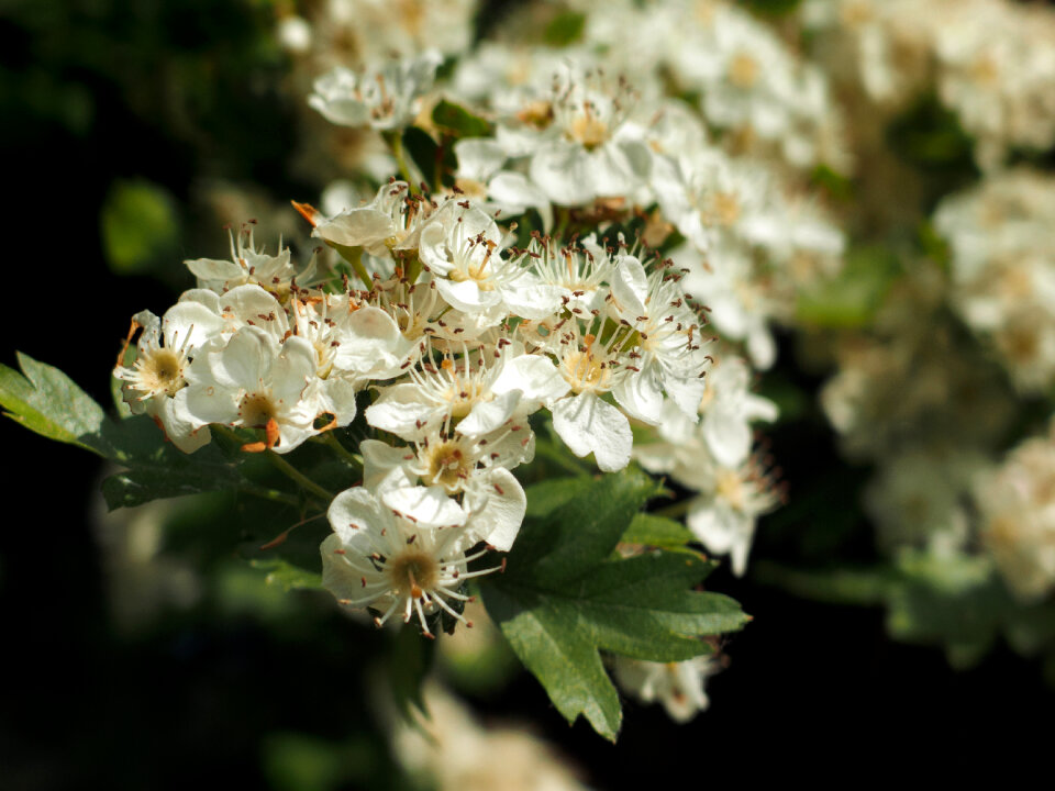 Cherry blossoms close up