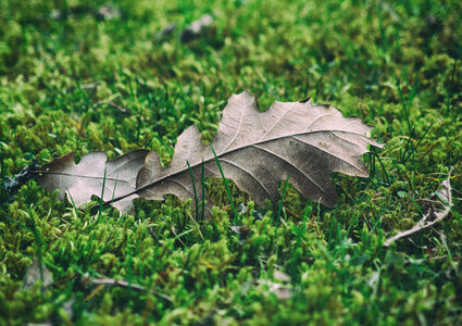 Autumn leaf on green moss photo