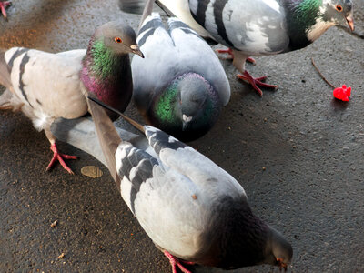 Domestic pigeons in the city photo