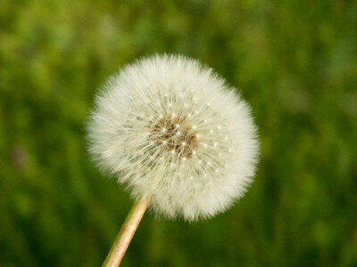 Withered Dandelion – Green Background