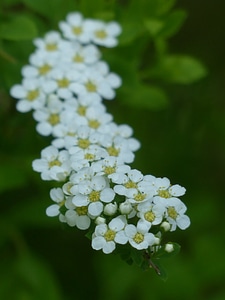 White spierstrauch spiraea arguta