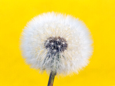 Withered Dandelion – Yellow Background