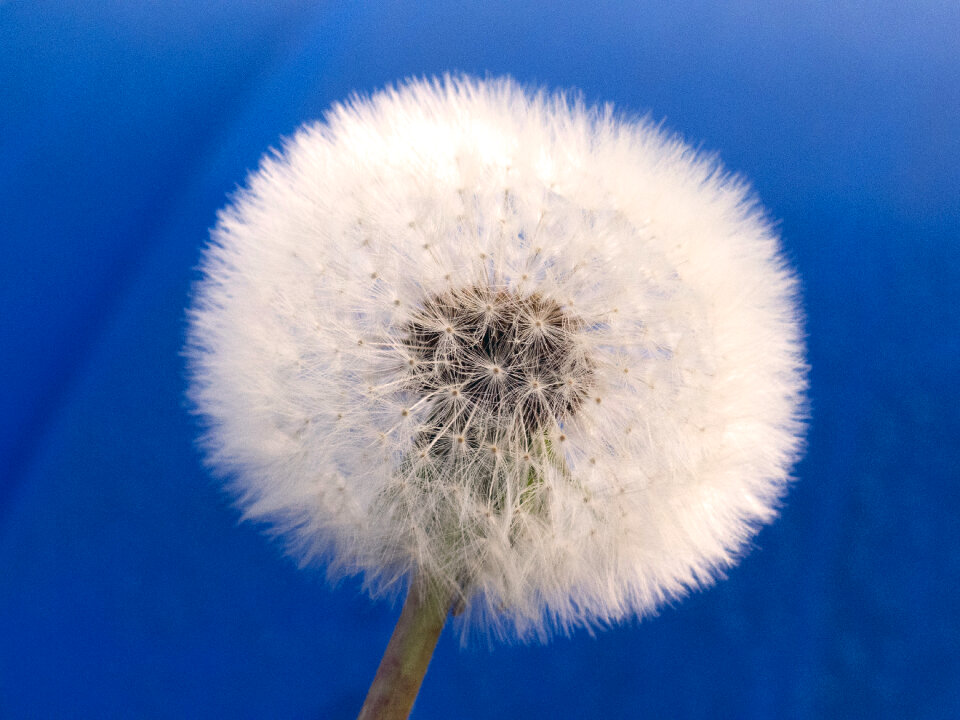 Withered Dandelion – Blue Background