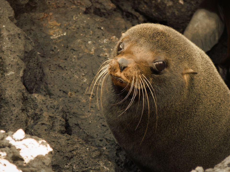 Baby baby sea lion bay