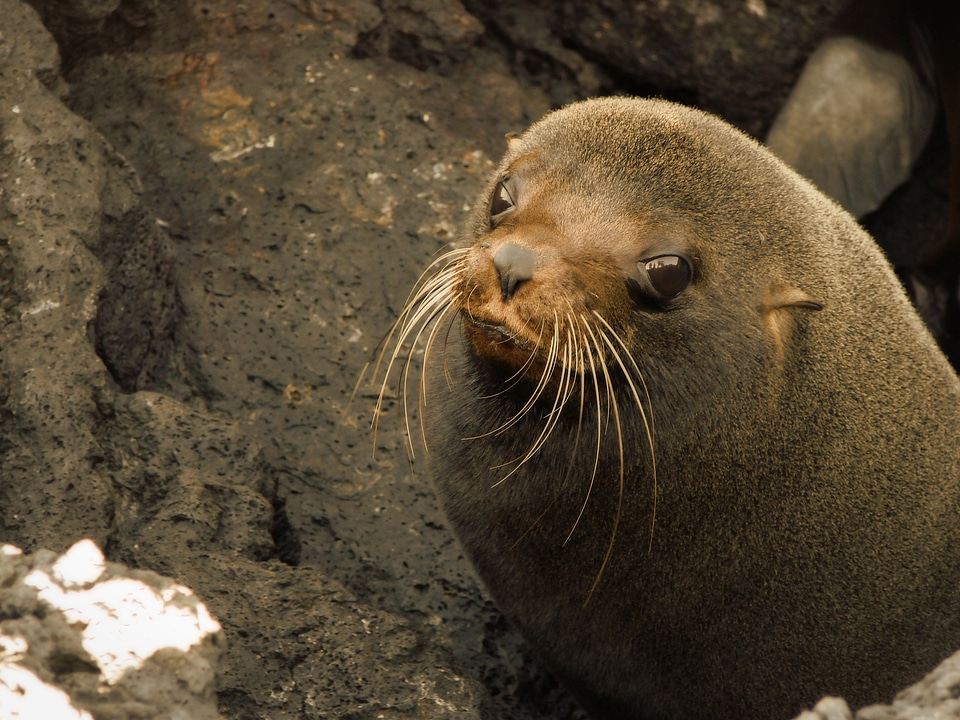 Baby baby sea lion bay photo