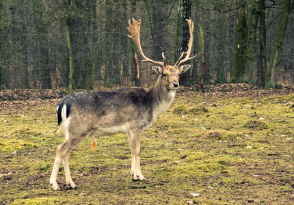 Fallow-deer in the forest photo
