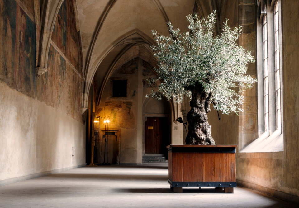 Old Olive Tree Inside a Monastery