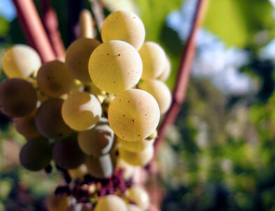 Bunch of Wine Grapes
