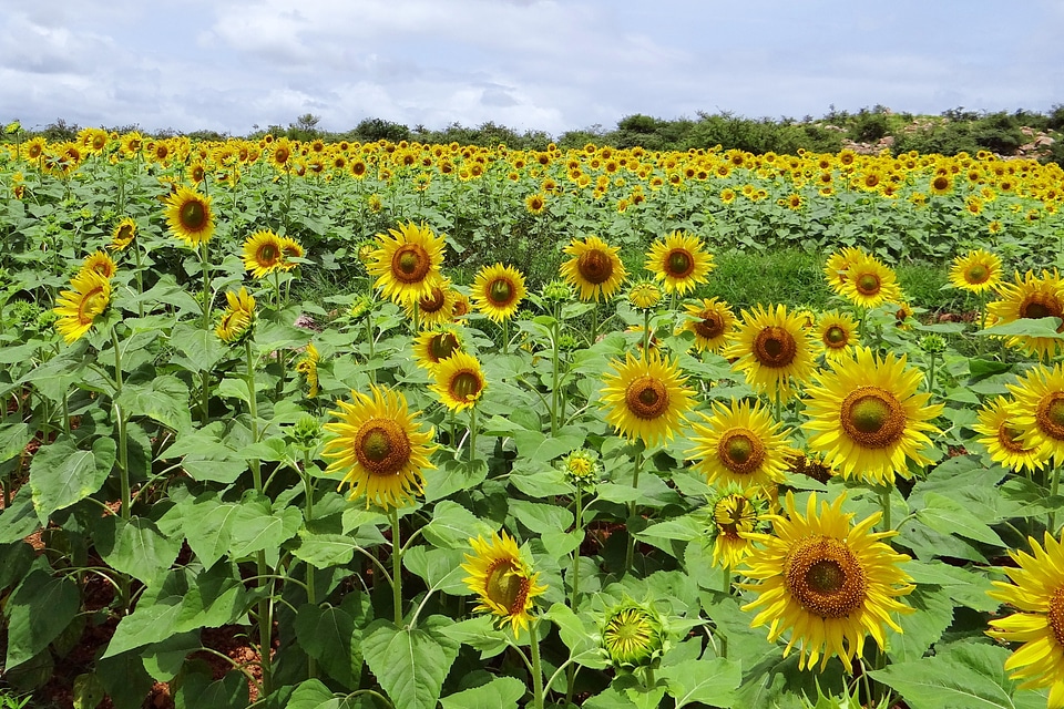 Flowers yellow travel