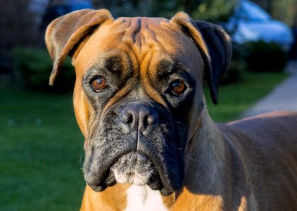 Boxer dog face photo
