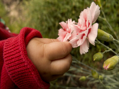 Baby hand picking the flower photo