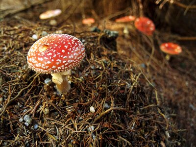Magic Mushroom photo
