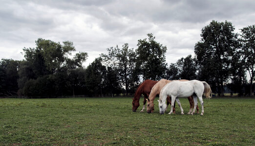 Three horses photo