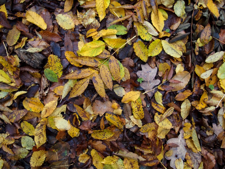 Background of colorful autumn leaves on forest floor