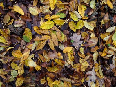 Background of colorful autumn leaves on forest floor photo