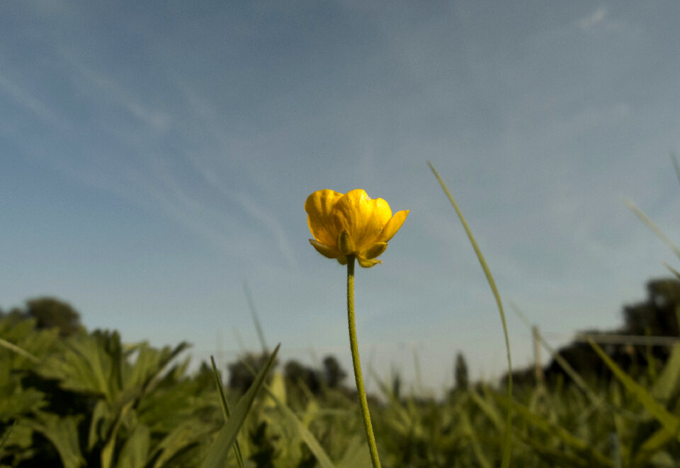 Solitary Yellow Flower