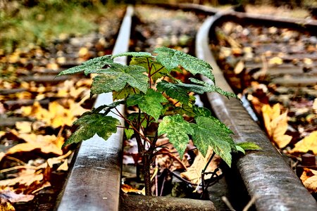 Small Tree And Rails photo