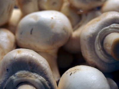 Mushrooms Champignons