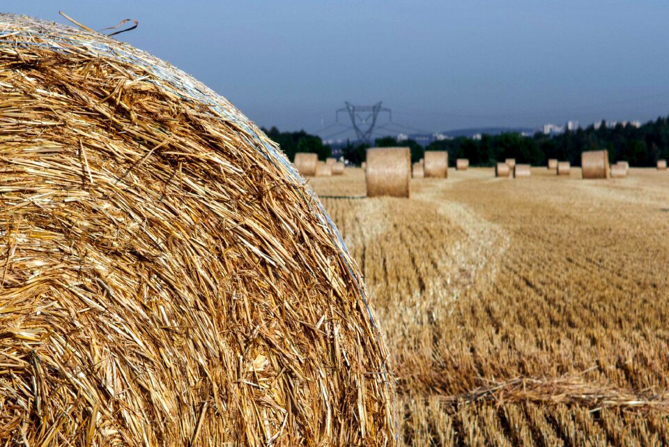 Straw On The Field