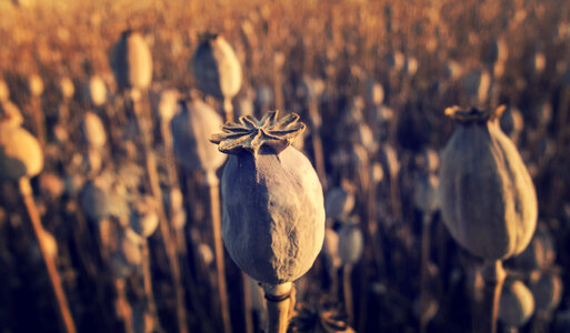 Dry Poppy Field photo
