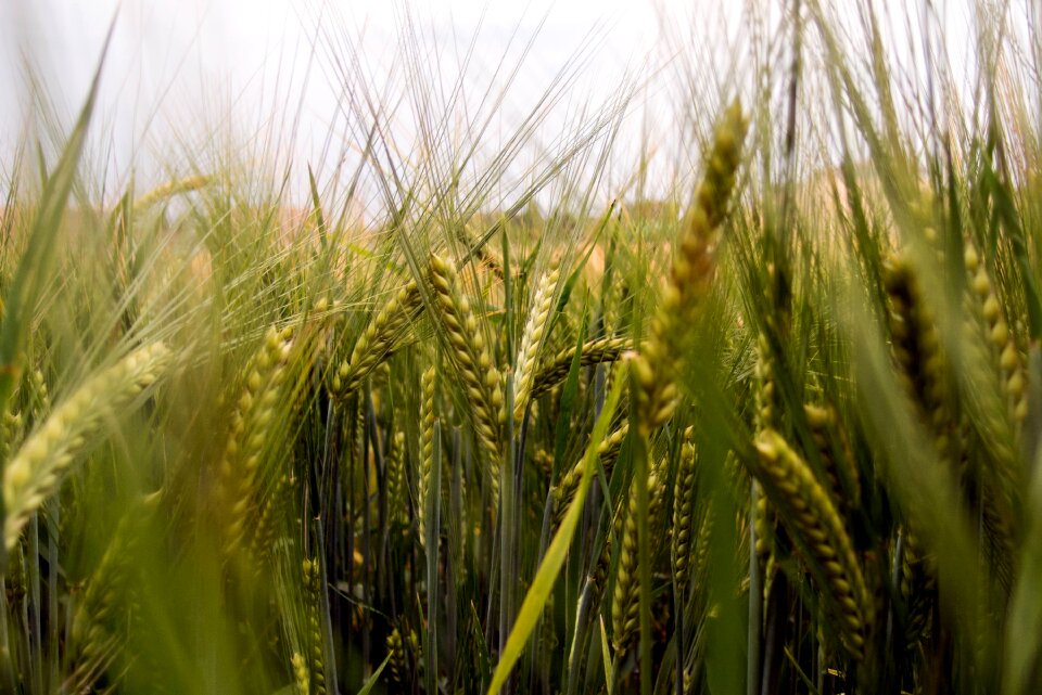 Green Barley On The Field
