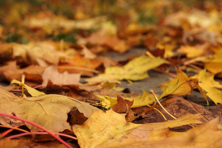 Autumn Foliage