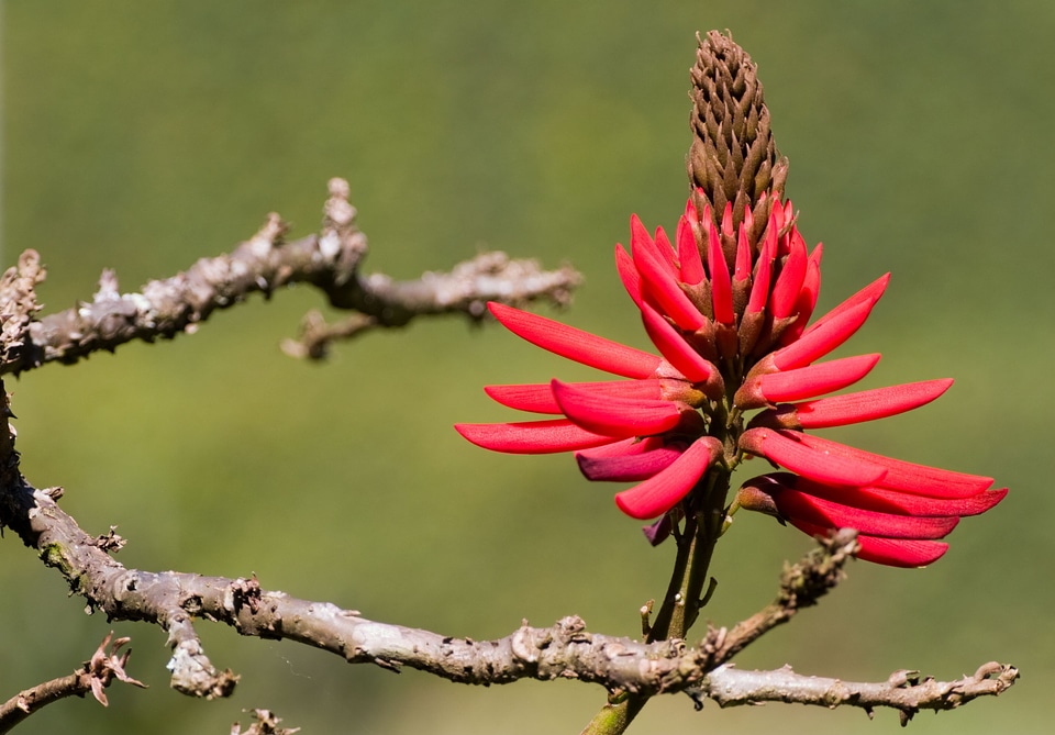 Nut floral plant