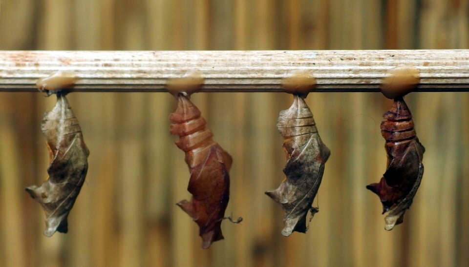 Butterfly Pupas