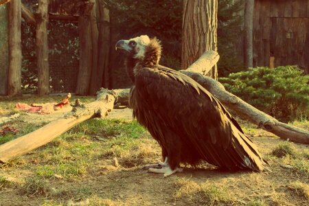 Vulture photo