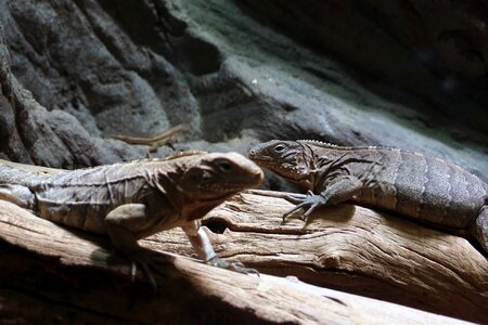 Cyclura Nubila