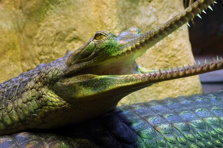 Gharial