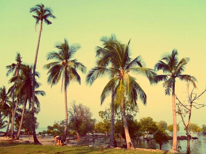 Coconut Palm Trees photo