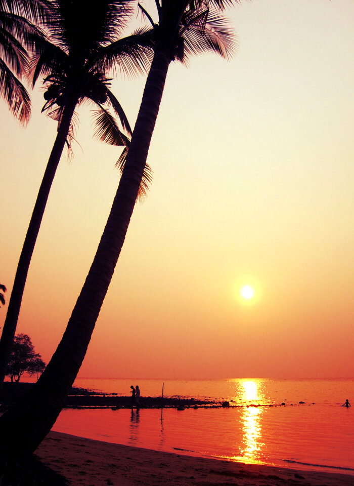 Sunset on the beach with palm tree photo