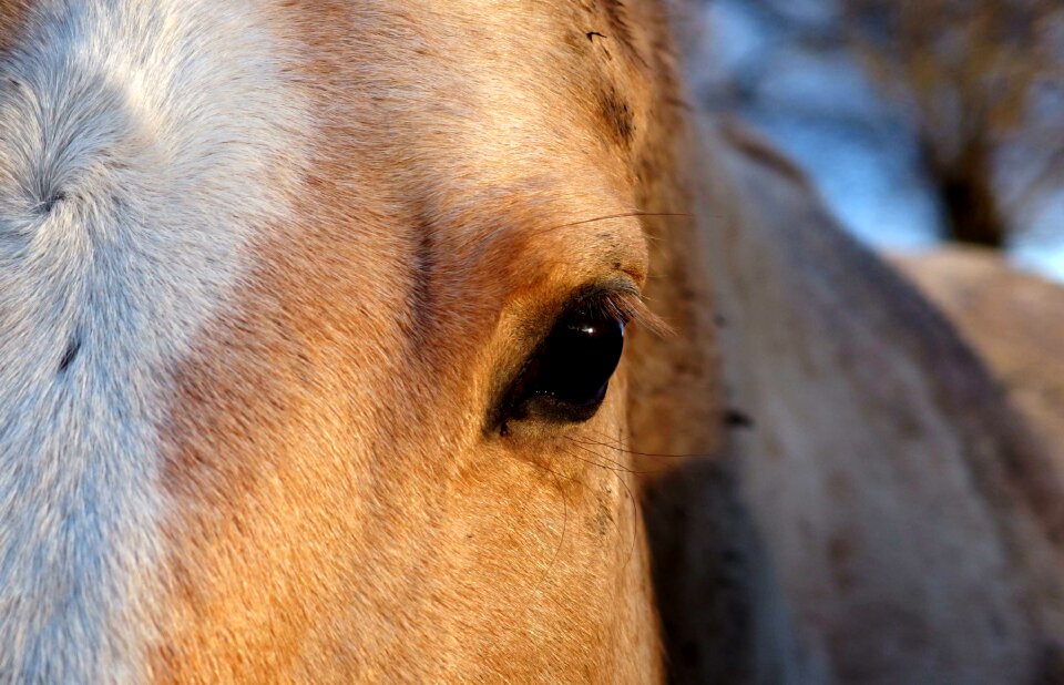 The Eye of a White Horse