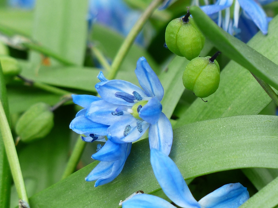 Bloom fruits capsules