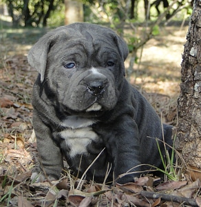 Bulldog animal nature