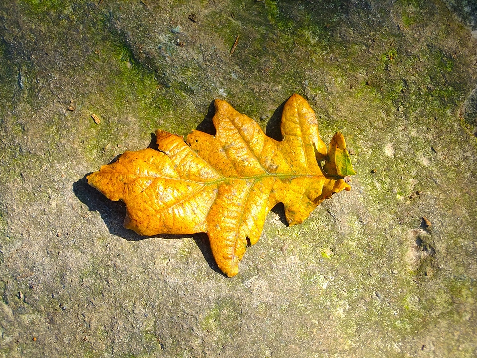 Rock leaves autumn