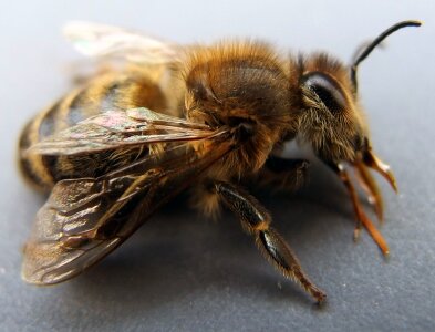 Honey Bee Close Up photo