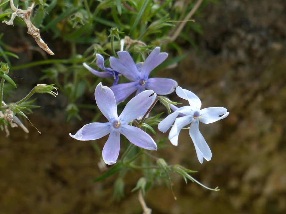 Plant light blue phlox subulata