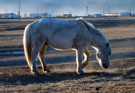 White Horse In Steppe photo