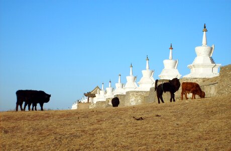 Cows In Mongolia