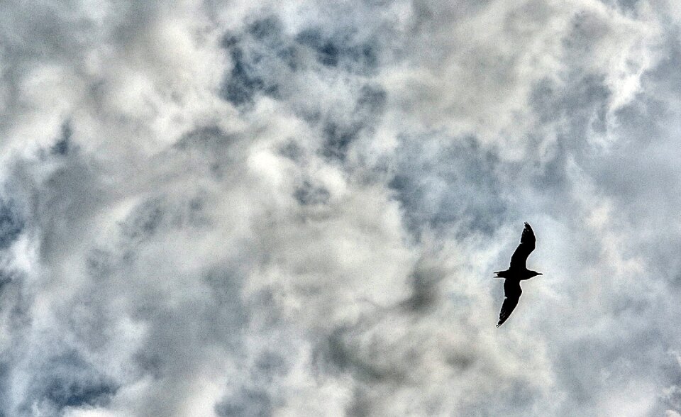 Seagull In The Sky