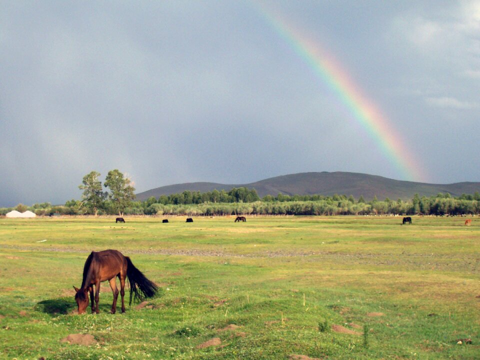 Rainbow and Horse in Mongolia photo