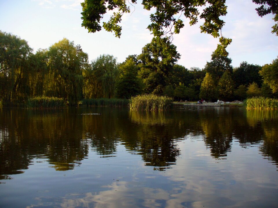 Reflections of Trees on the Water
