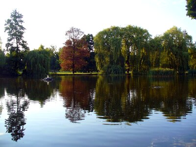 Pond in the Park photo