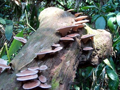 Mushrooms in the Rainforest