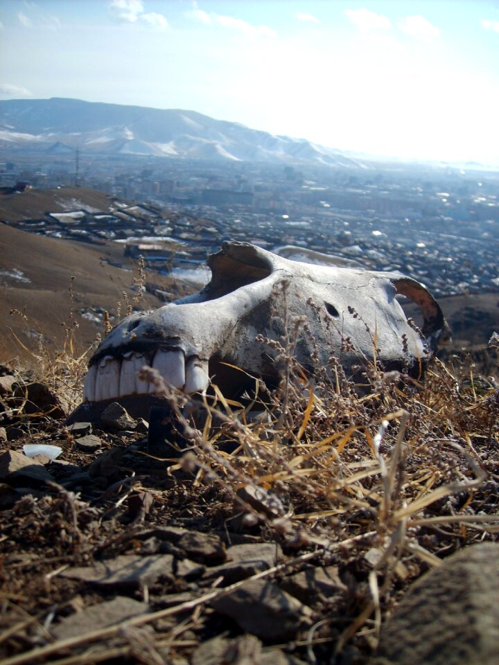 Horse Skull In Mongolia